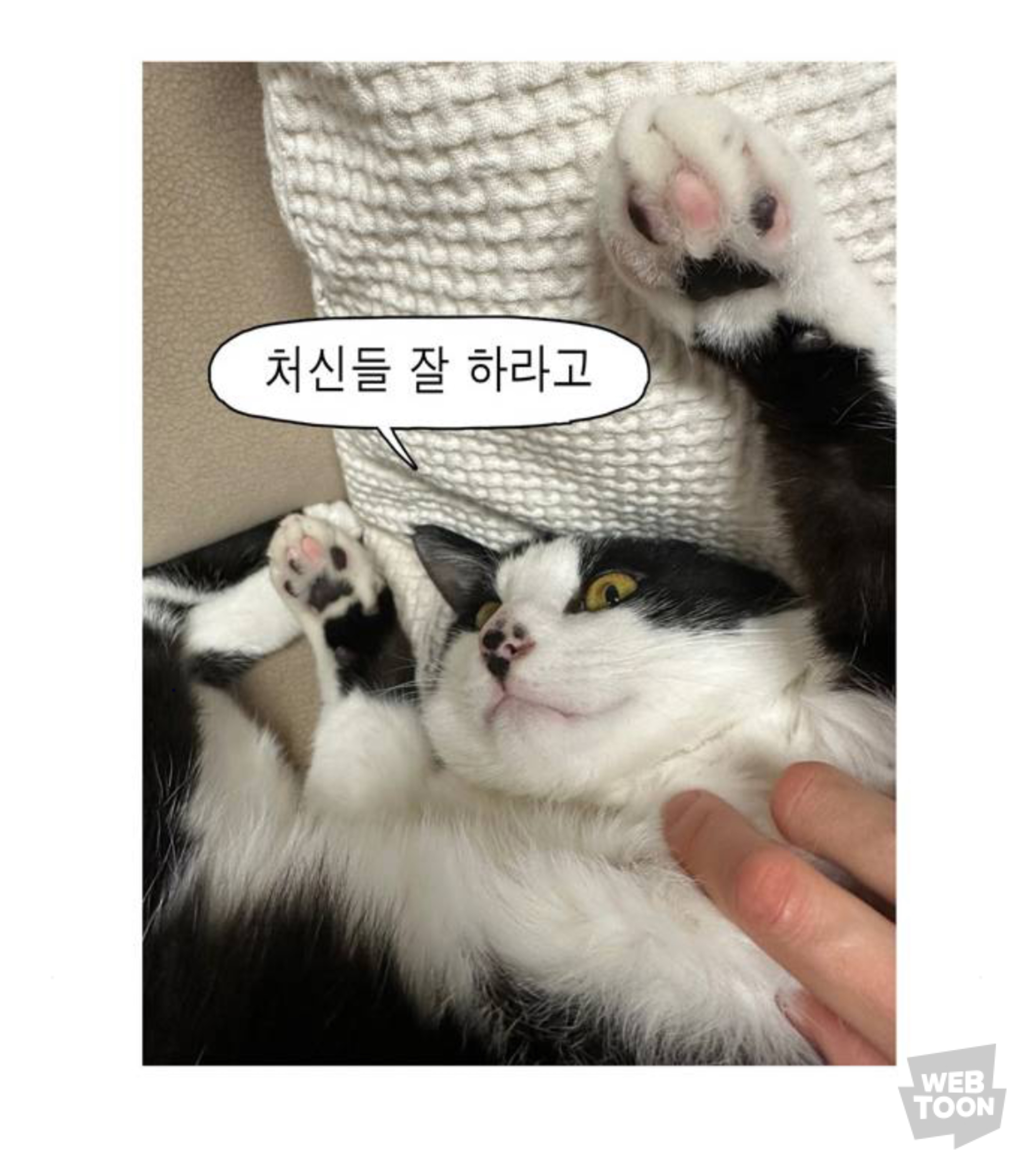 길냥이 입양한 좀비딸 작가 근황 | 인스티즈