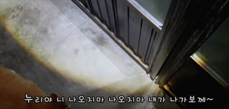 [매탈남] 살고 싶어서 새벽 2시에 찾아온 새끼 고양이 | 인스티즈