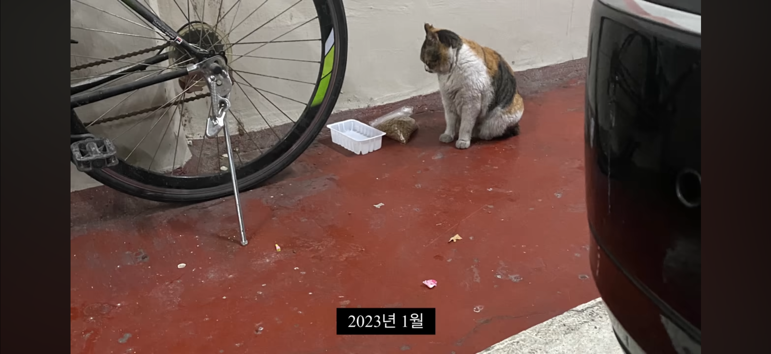 7년간 매일 나를 기다리던 길냥이(해피엔딩💕) | 인스티즈