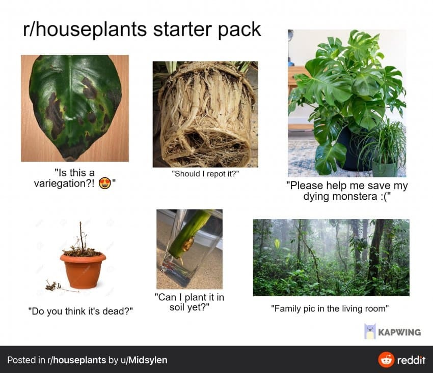 해외 식물집사 밈 | 인스티즈