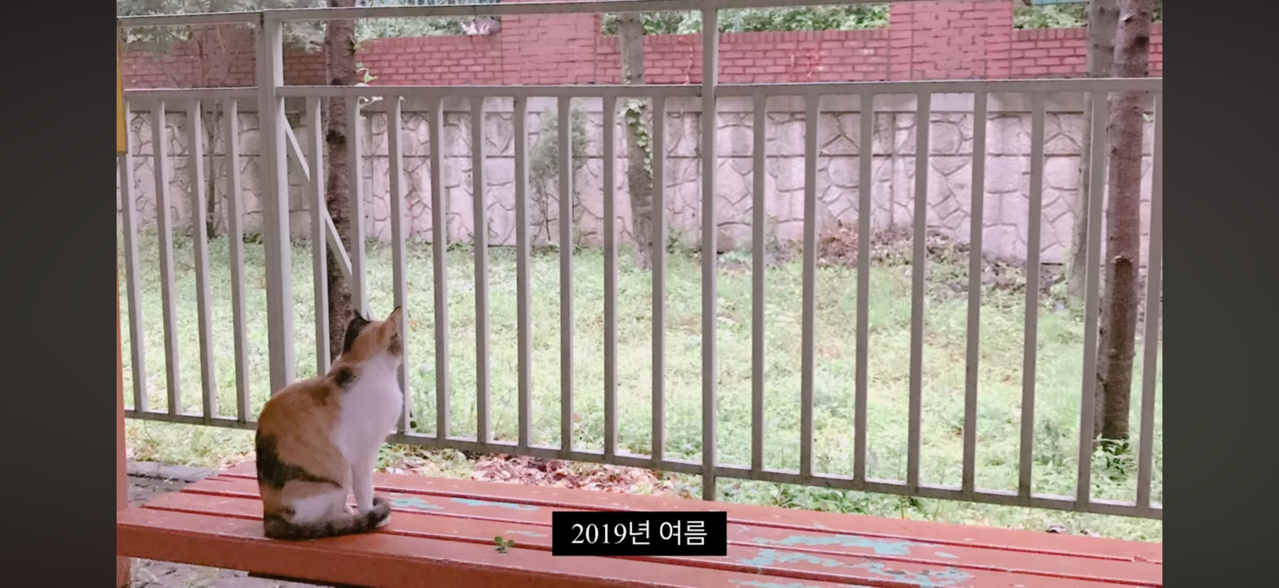 7년간 매일 나를 기다리던 길냥이(해피엔딩💕) | 인스티즈