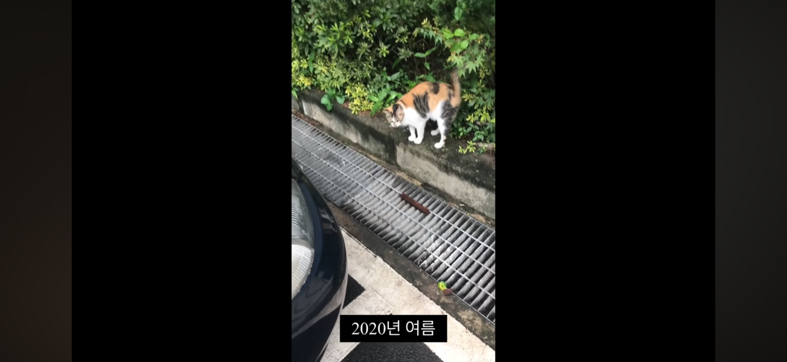 7년간 매일 나를 기다리던 길냥이(해피엔딩💕) | 인스티즈