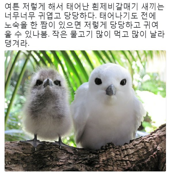 태어난 김에 사는 새.JPG | 인스티즈