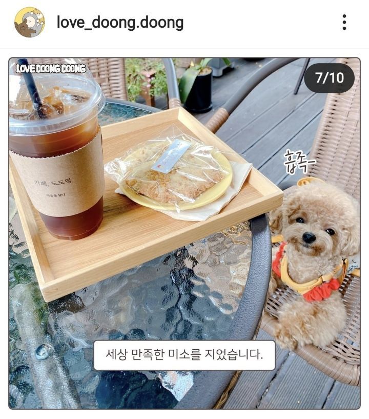 까페를 좋아하는 강아지 | 인스티즈