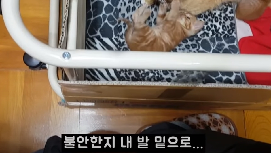 [매탈남] 고알못 집사한테 진심인 아기고양이.jpg | 인스티즈