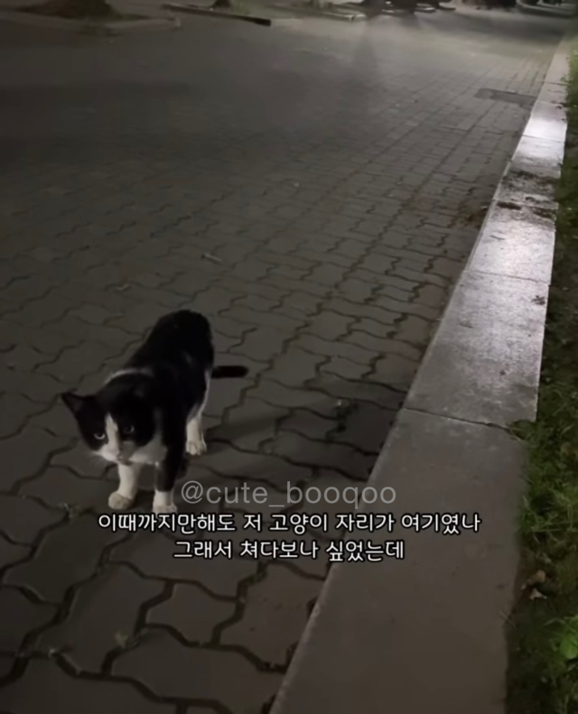 고양이가 가까이 와서 얼굴 확인한 이유 | 인스티즈