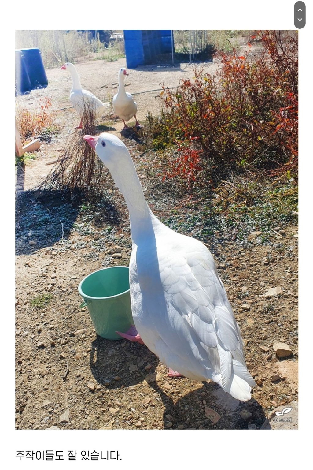 알도 부화 시키는 드루이드.jpg | 인스티즈