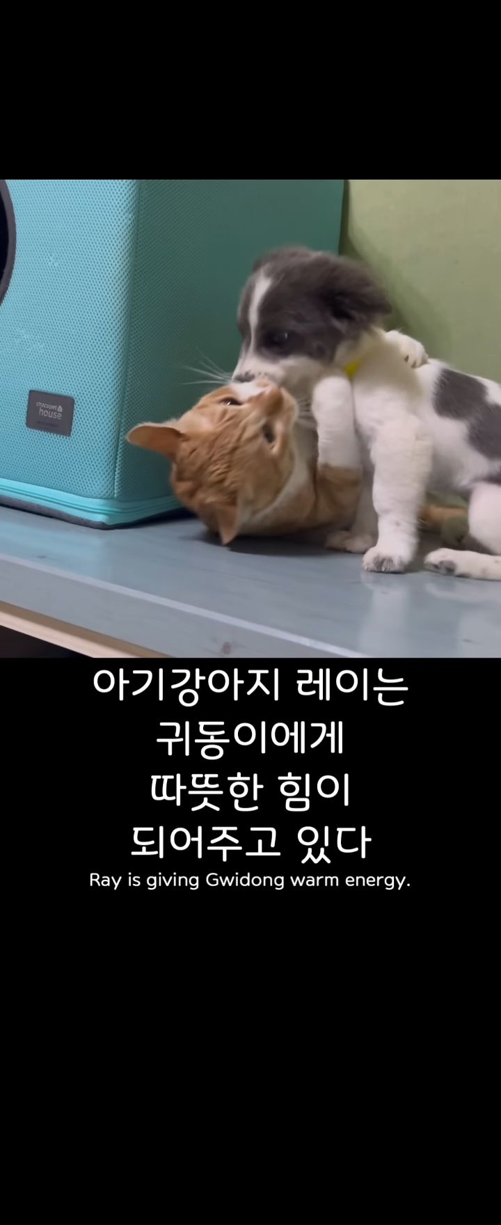 무리에 끼지 못하는 아픈 고양이의 친구가 되어준 새끼강아지.jpg | 인스티즈