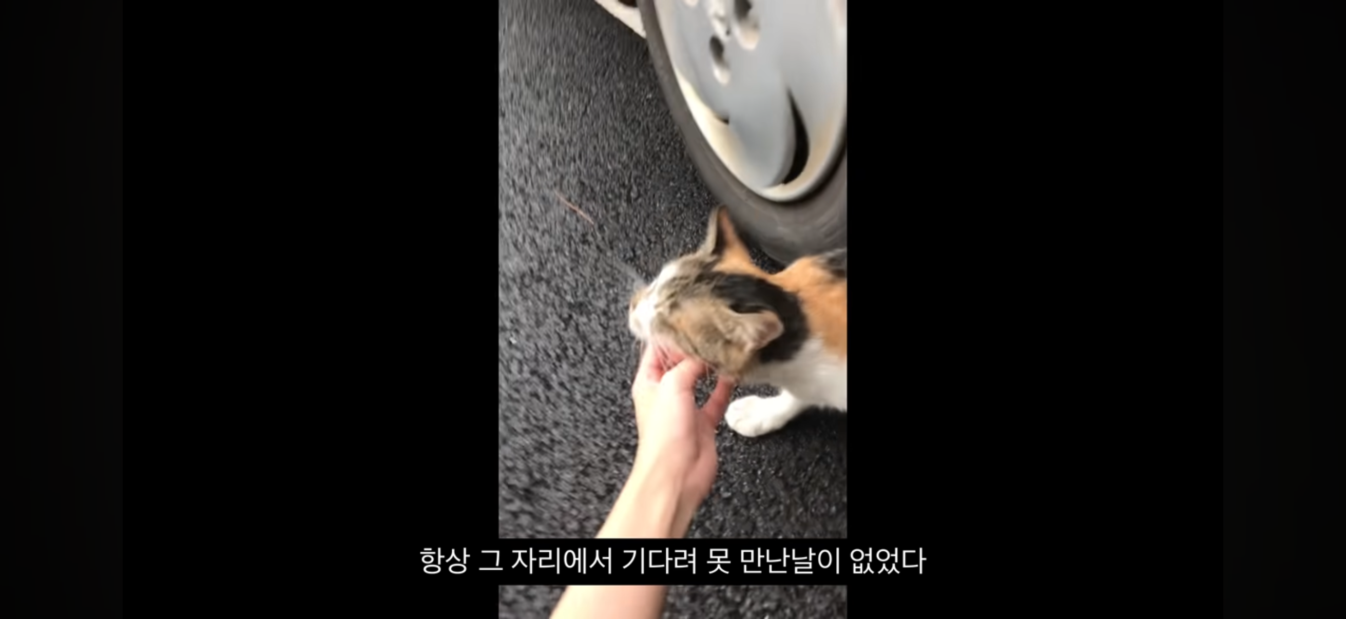 7년간 매일 나를 기다리던 길냥이(해피엔딩💕) | 인스티즈