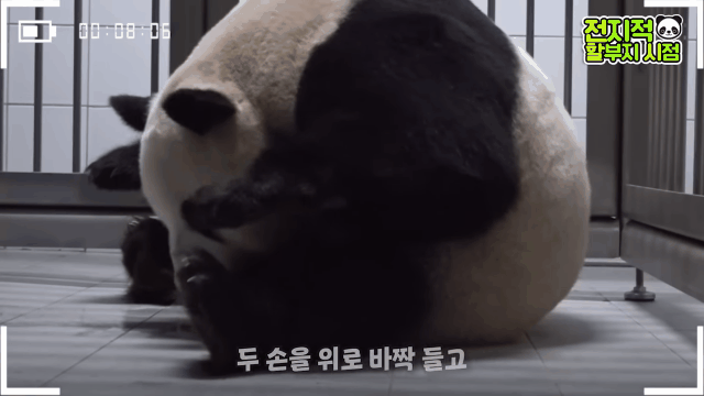 푸바오 출산때와 180도 달라진 아이바오.GIF | 인스티즈