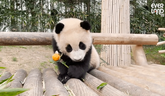 꽃을 좋아하는 푸바오에게 사육사 할아버지가 만들어주는 선물 | 인스티즈