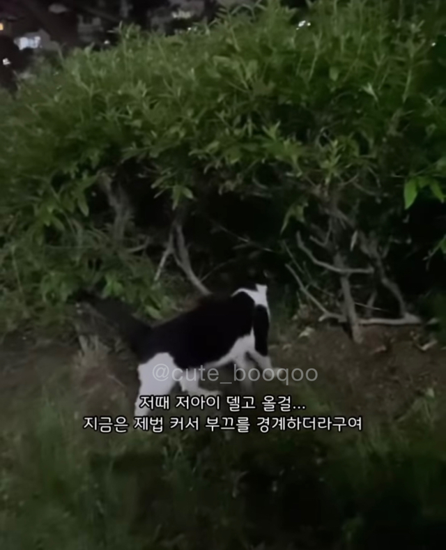 고양이가 가까이 와서 얼굴 확인한 이유 | 인스티즈