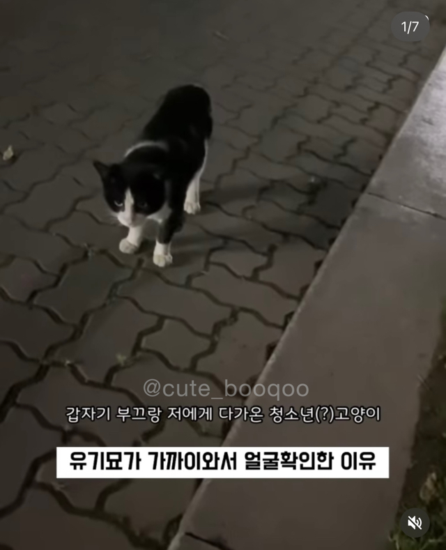 고양이가 가까이 와서 얼굴 확인한 이유 | 인스티즈
