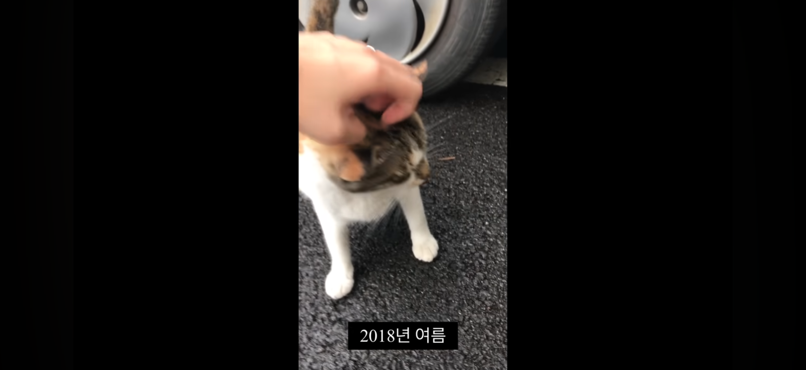 7년간 매일 나를 기다리던 길냥이(해피엔딩💕) | 인스티즈