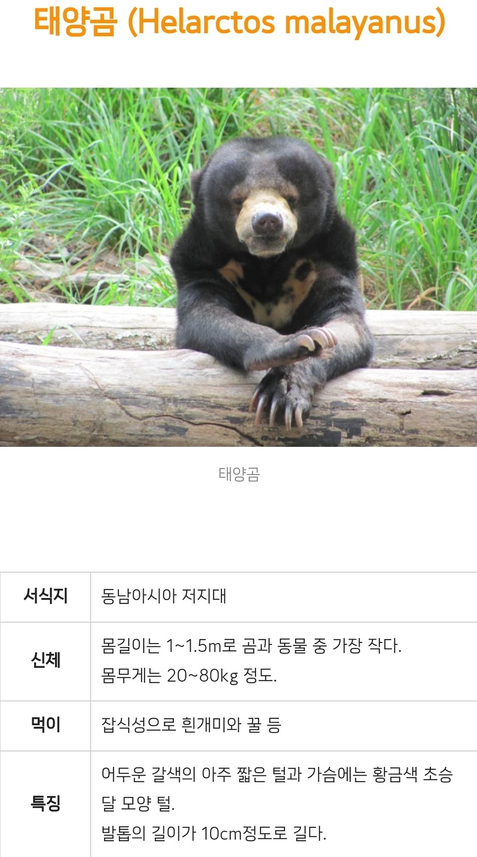 판다는 큰 곰일까 작은 곰일까? 곰 종류별 비교 - Soul Lounge - 소울드레서 (SoulDresser)