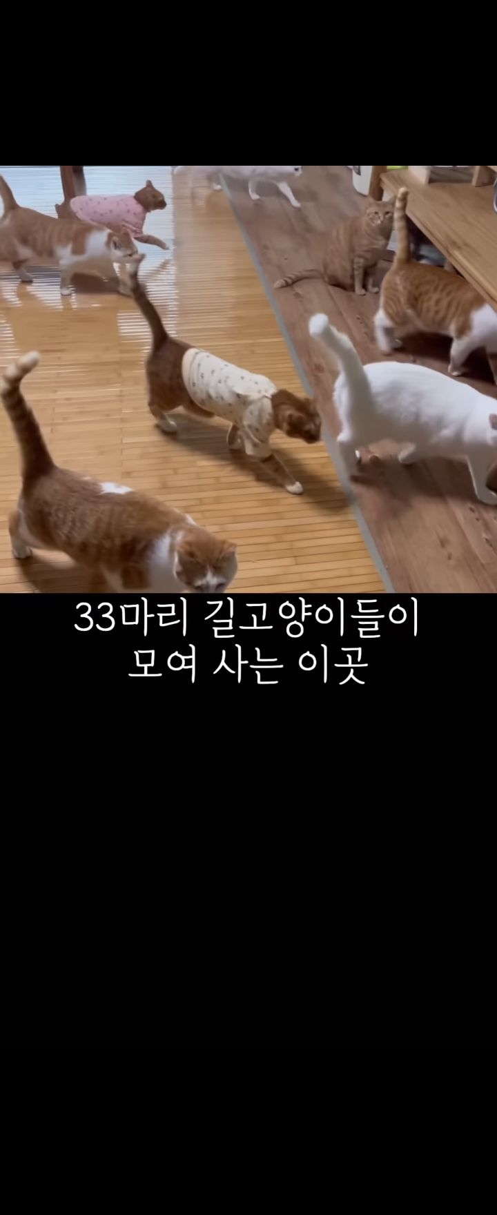 무리에 끼지 못하는 아픈 고양이의 친구가 되어준 새끼강아지.jpg | 인스티즈