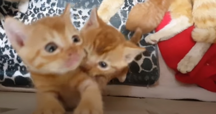 [매탈남] 고알못 집사한테 진심인 아기고양이.jpg | 인스티즈