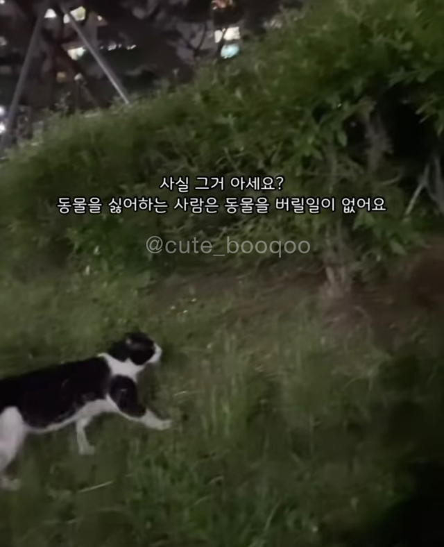 고양이가 가까이 와서 얼굴 확인한 이유 | 인스티즈