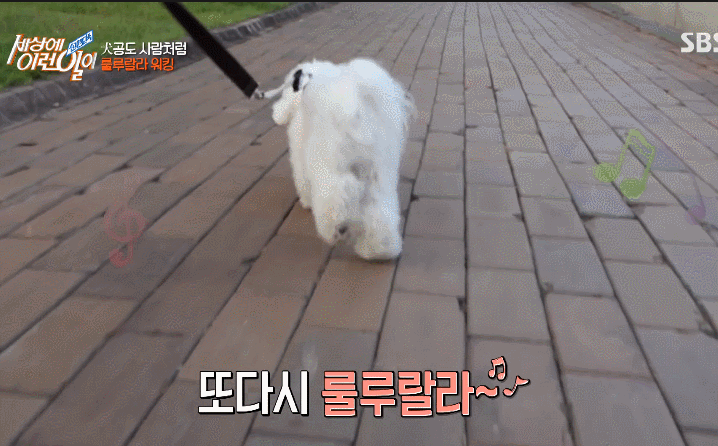 오늘 세상에 이런일에 나온 행복한 강아지.gif | 인스티즈