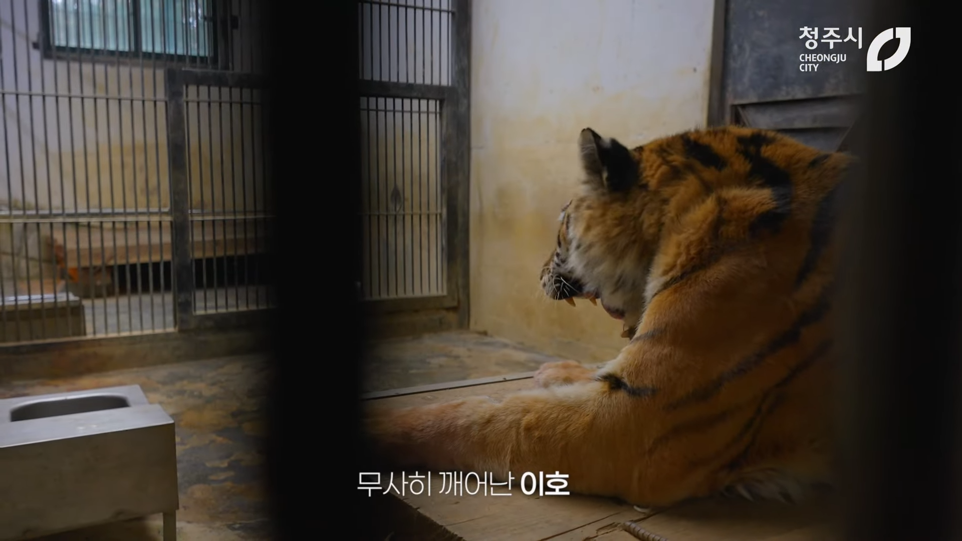 최근 내성발톱 수술한 청주동물원의 순둥이 호랑이 이호.JPGIF | 인스티즈