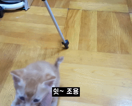 [매탈남] 고알못 집사한테 진심인 아기고양이.jpg | 인스티즈