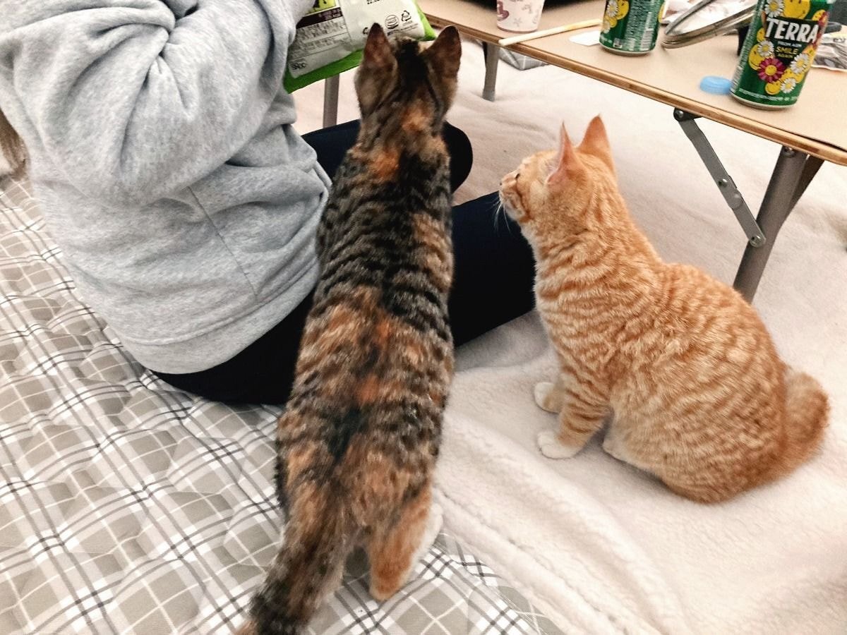 캠핑하러 왔다가 맹수들한테 집 습격당함 ㅜㅜ.twt | 인스티즈