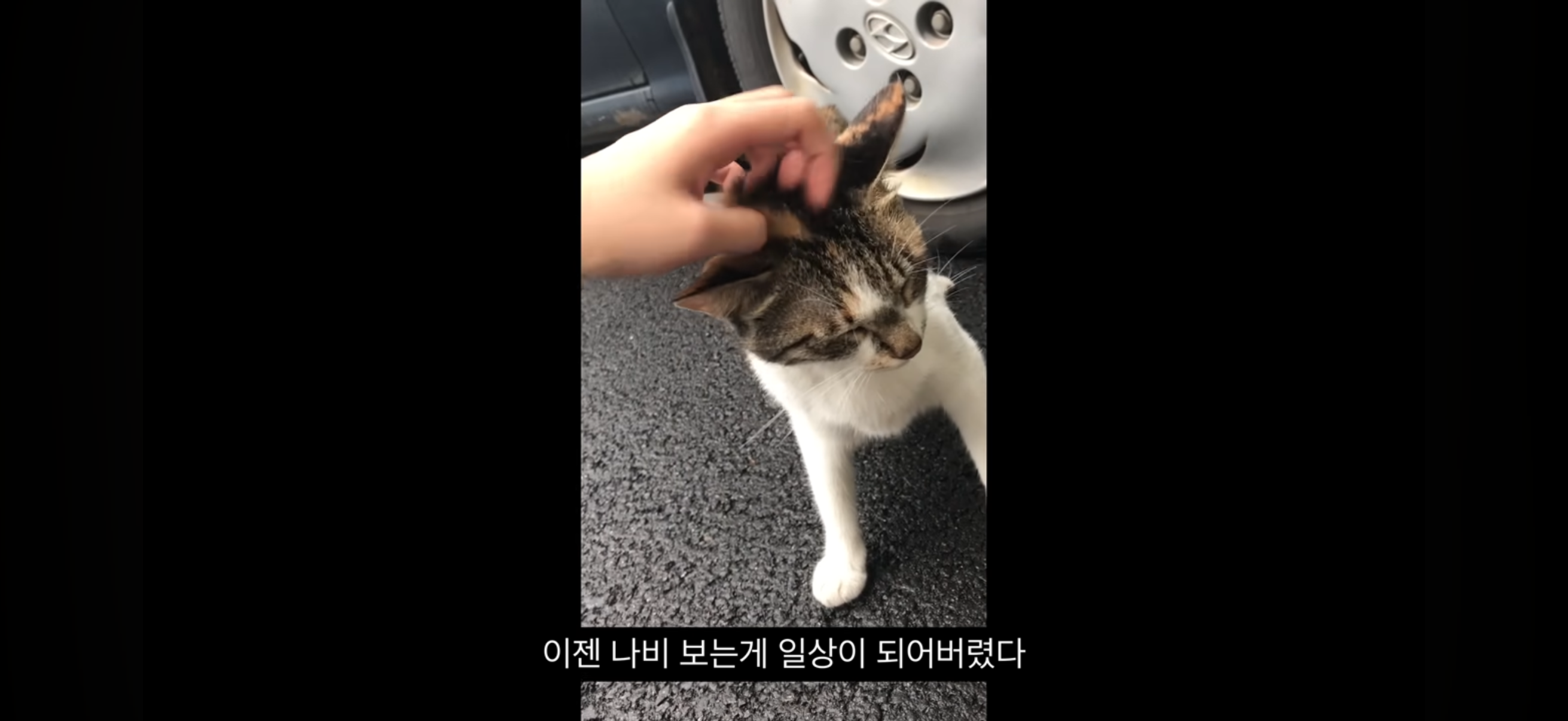 7년간 매일 나를 기다리던 길냥이(해피엔딩💕) | 인스티즈