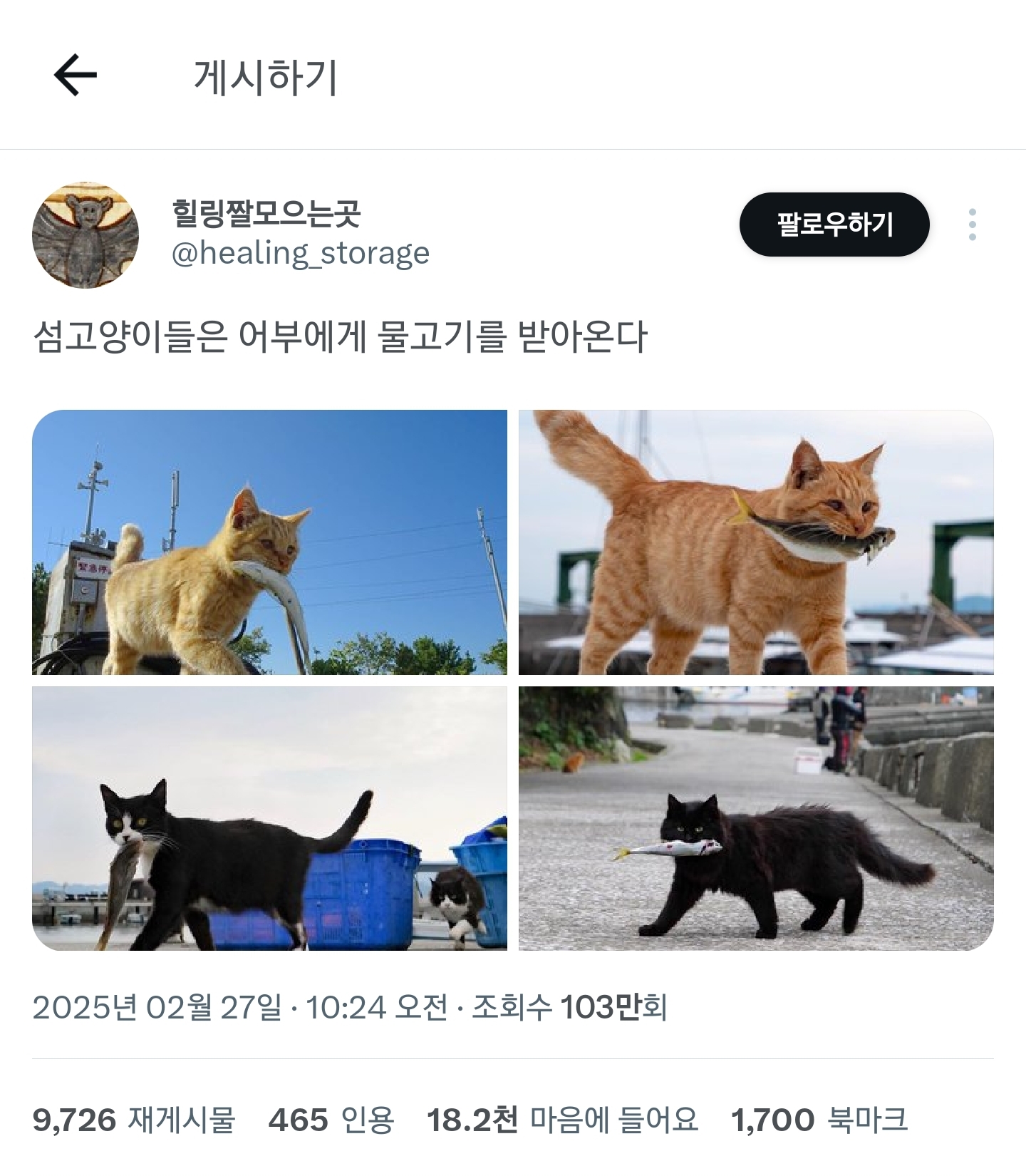 섬고양이들은 어부에게 물고기를 받아온다 | 인스티즈