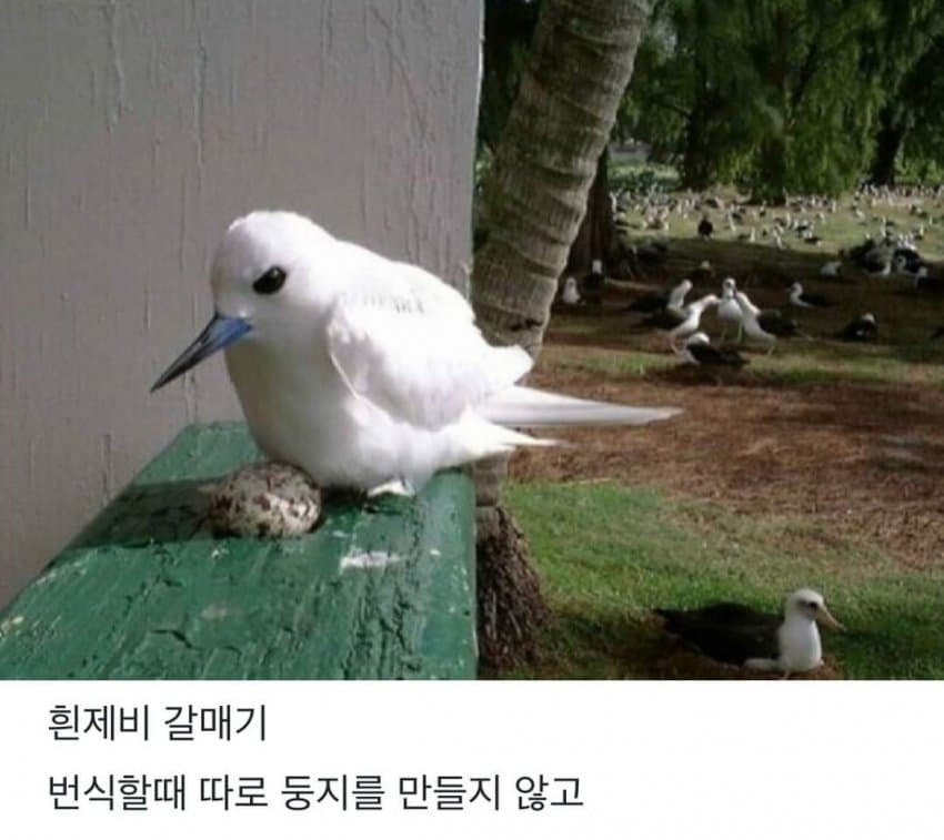 태어난 김에 사는 새.JPG | 인스티즈