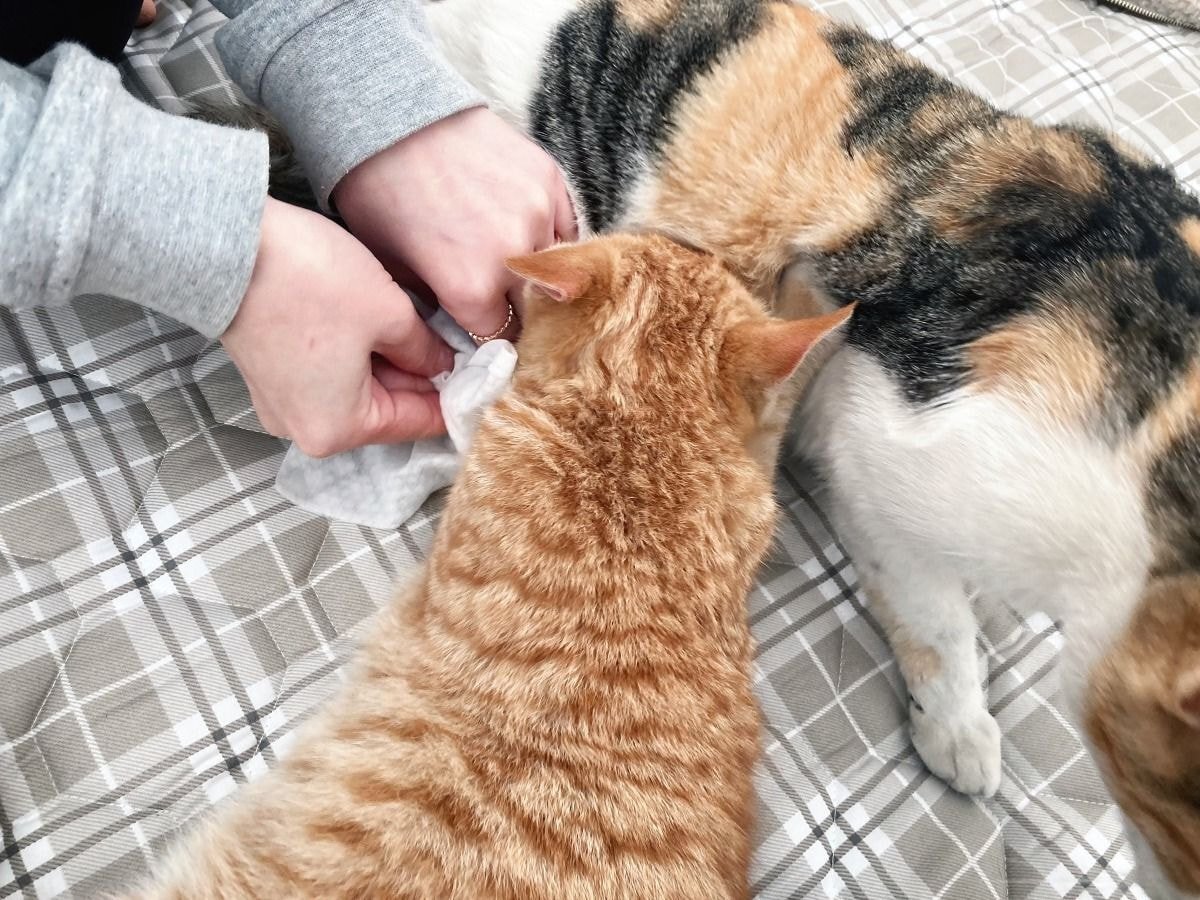 캠핑하러 왔다가 맹수들한테 집 습격당함 ㅜㅜ.twt | 인스티즈