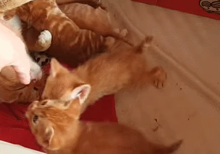 [매탈남] 고알못 집사한테 진심인 아기고양이.jpg | 인스티즈