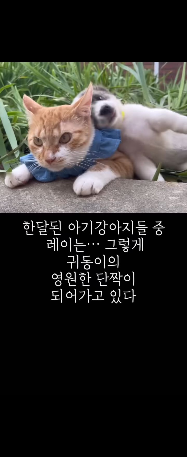 무리에 끼지 못하는 아픈 고양이의 친구가 되어준 새끼강아지.jpg | 인스티즈