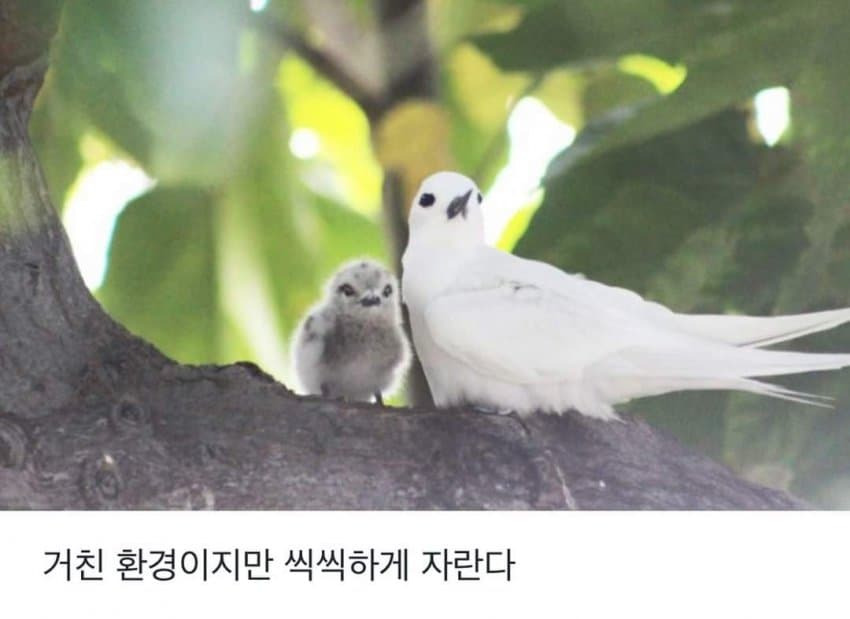 태어난 김에 사는 새.JPG | 인스티즈