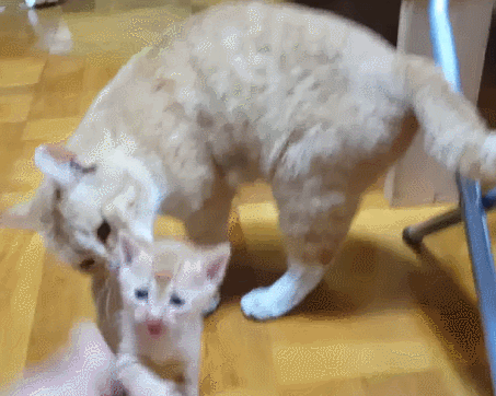 [매탈남] 고알못 집사한테 진심인 아기고양이.jpg | 인스티즈