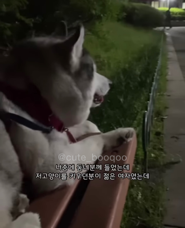 고양이가 가까이 와서 얼굴 확인한 이유 | 인스티즈