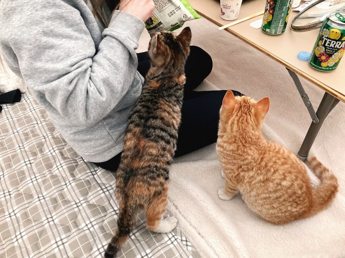 캠핑하러 왔다가 맹수들한테 집 습격당함 ㅜㅜ.twt | 인스티즈