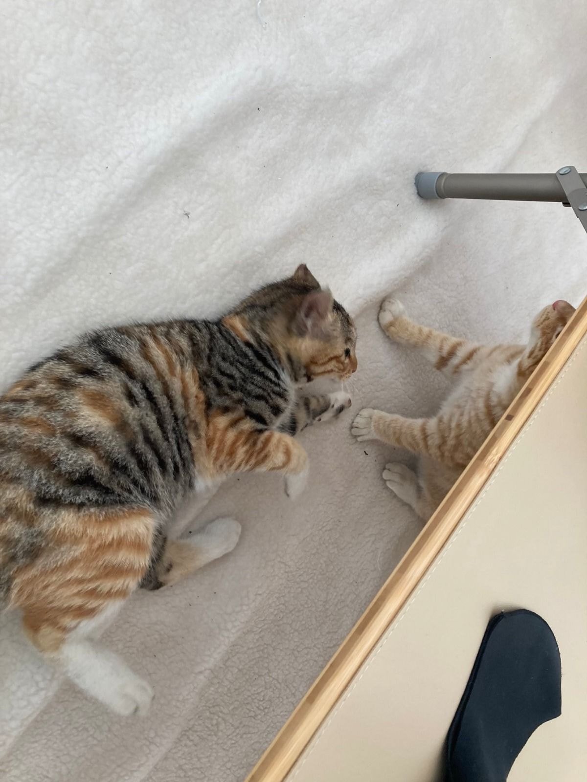 캠핑하러 왔다가 맹수들한테 집 습격당함 ㅜㅜ.twt | 인스티즈