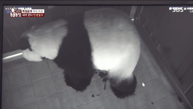 푸바오 출산때와 180도 달라진 아이바오.GIF | 인스티즈