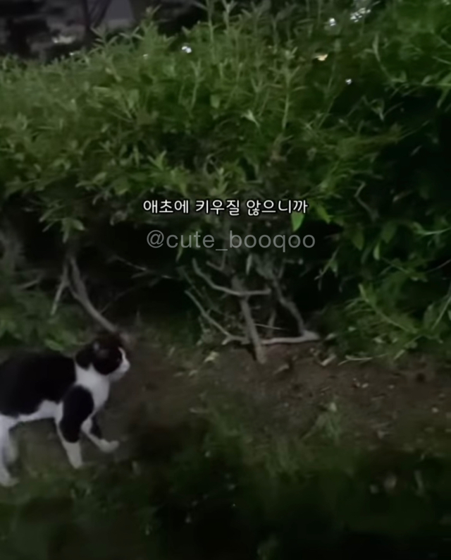 고양이가 가까이 와서 얼굴 확인한 이유 | 인스티즈