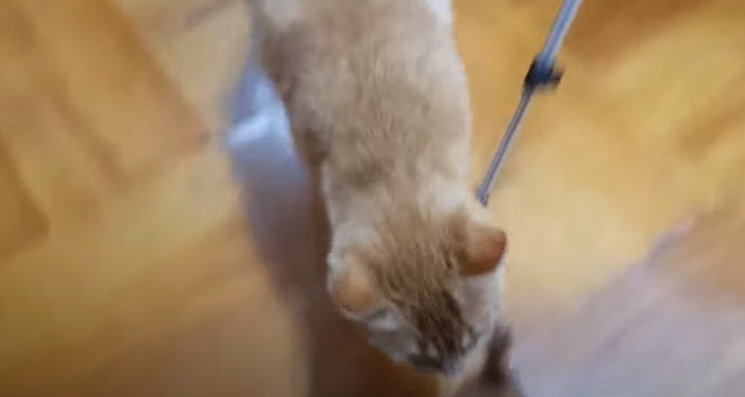 [매탈남] 고알못 집사한테 진심인 아기고양이.jpg | 인스티즈