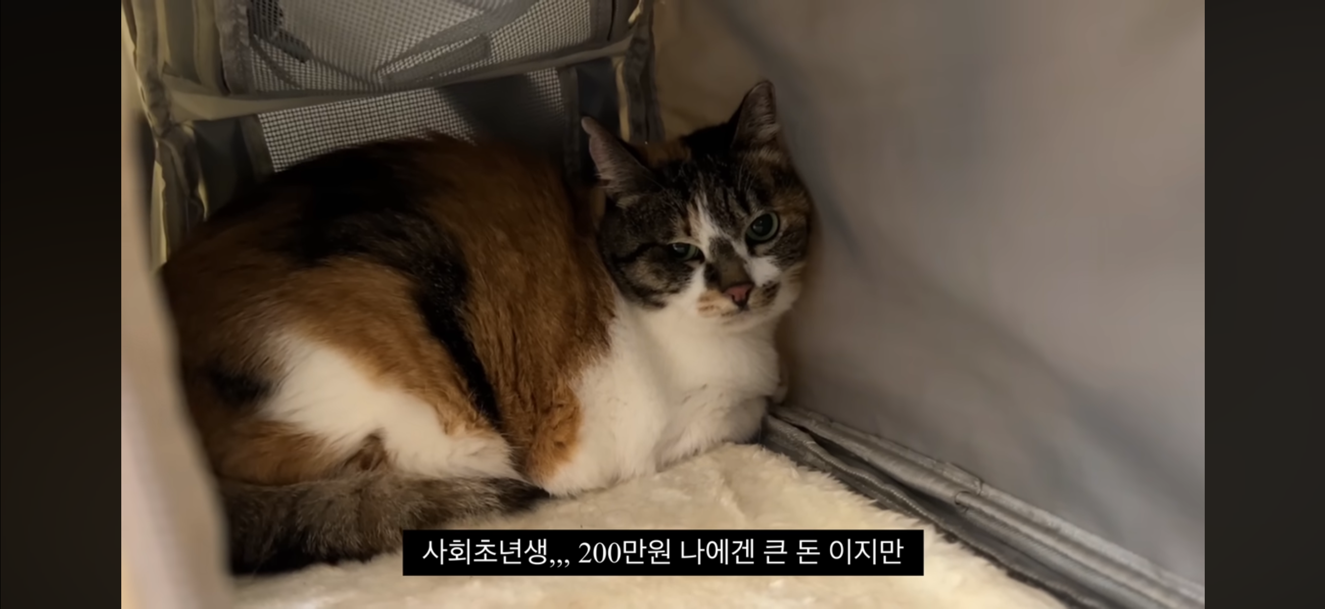 7년간 매일 나를 기다리던 길냥이(해피엔딩💕) | 인스티즈