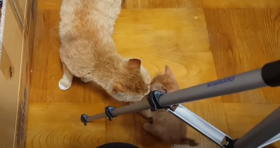 [매탈남] 고알못 집사한테 진심인 아기고양이.jpg | 인스티즈
