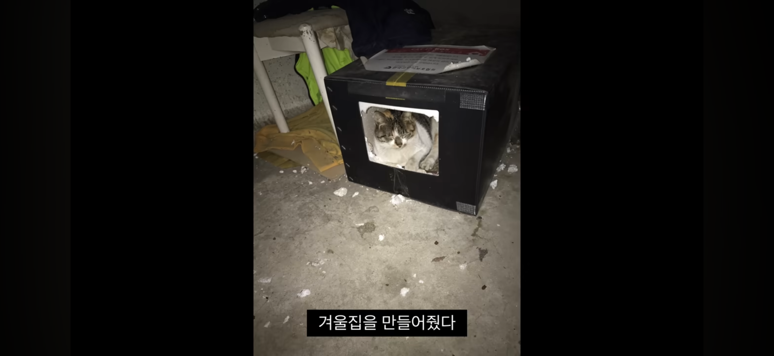 7년간 매일 나를 기다리던 길냥이(해피엔딩💕) | 인스티즈