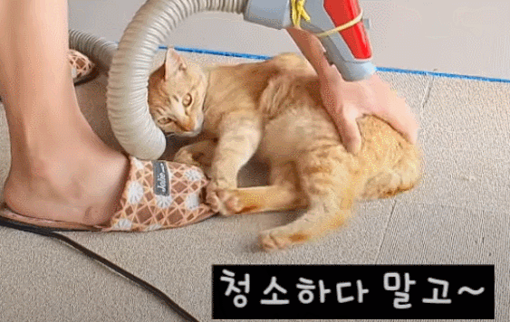 [매탈남] 고알못 집사한테 진심인 아기고양이.jpg | 인스티즈