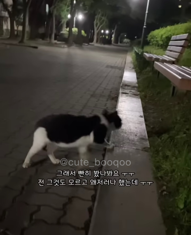 고양이가 가까이 와서 얼굴 확인한 이유 | 인스티즈