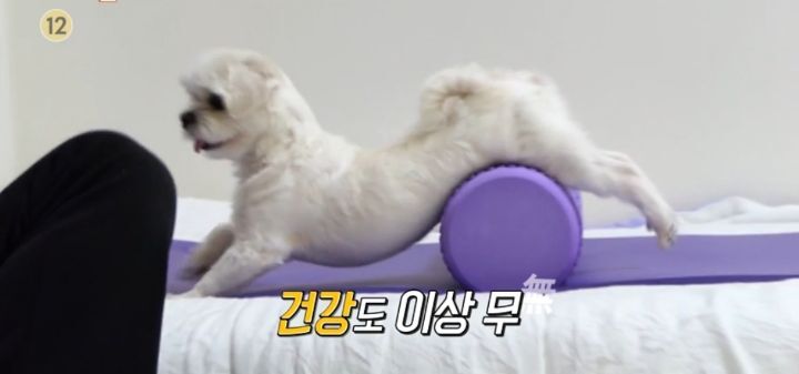 [세상에이런일이] 필라테스하는 강아지.gif | 인스티즈