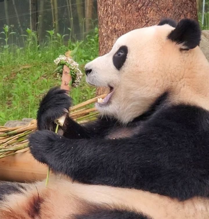 꽃을 좋아하는 푸바오에게 사육사 할아버지가 만들어주는 선물 | 인스티즈