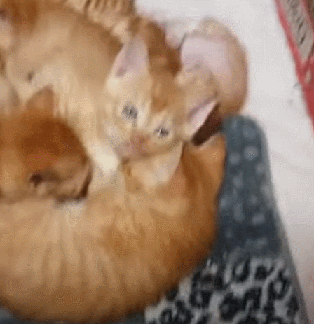 [매탈남] 고알못 집사한테 진심인 아기고양이.jpg | 인스티즈