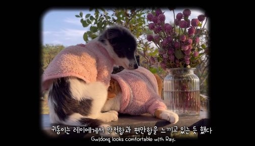 무리에 끼지 못하는 아픈 고양이의 친구가 되어준 새끼강아지.jpg | 인스티즈