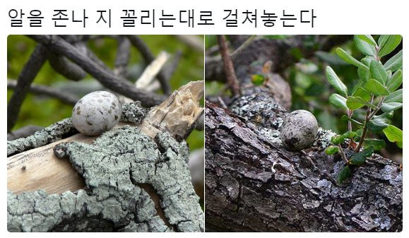 태어난 김에 사는 새.JPG | 인스티즈